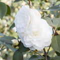 Camellia 'Nuccio's Gem' - Nuccio's Gem Camellia - 7 Gallon - Roger's Gardens