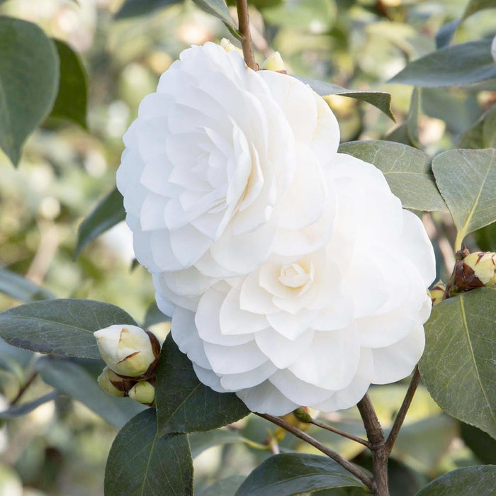 Camellia 'Nuccio's Gem' - Nuccio's Gem Camellia - 7 Gallon - Roger's Gardens