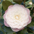 Camellia 'Nuccio's Pearl' - Nuccio's Pearl Camellia - 2 Gallon - Roger's Gardens