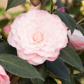 Camellia 'Nuccio's Pearl' - Nuccio's Pearl Camellia - 5 Gallon - Roger's Gardens