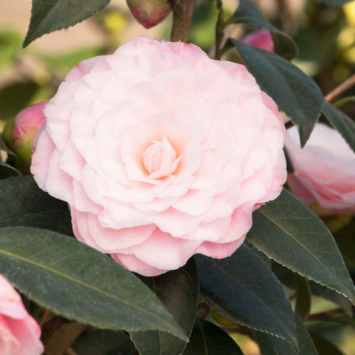Camellia 'Nuccio's Pearl' - Nuccio's Pearl Camellia - 5 Gallon - Roger's Gardens