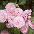 Camellia 'Pearl Maxwell' - Pearl Maxwell Camellia - 7 Gallon - Roger's Gardens