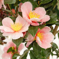 Camellia 'Pink-A-Boo'® PP - Pink-A-Boo Camellia - 5 Gallon - Roger's Gardens
