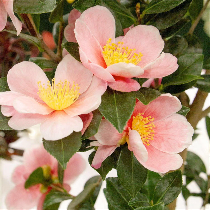 Camellia 'Pink-A-Boo'® PP - Pink-A-Boo Camellia - 5 Gallon - Roger's Gardens