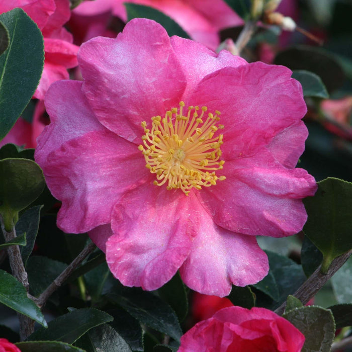 Camellia 'Shishi Gashira' - Shishi Gashira Camellia - 5 Gallon - Roger's Gardens