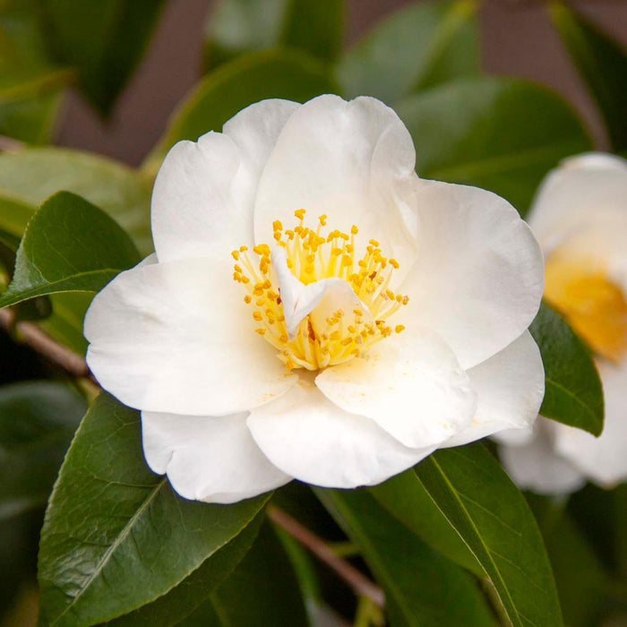 Camellia 'Silver Waves' - Silver Waves Camellia - 5 Gallon - Roger's Gardens