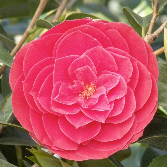 Camellia 'Tom Knudsen' - Tom Knudsen Camellia - 5 Gallon - Roger's Gardens