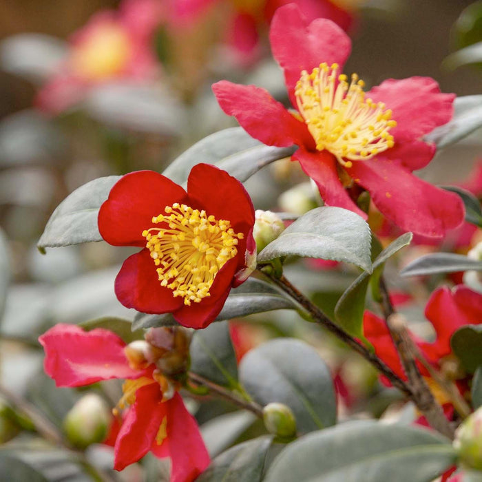 Camellia 'Yuletide' - Yuletide Camellia - 7 Gallon - Roger's Gardens