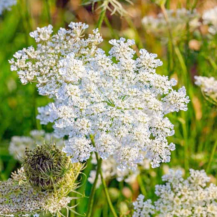 Caraway - 4" Pot
