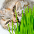 Cat Grass - 4" Pot