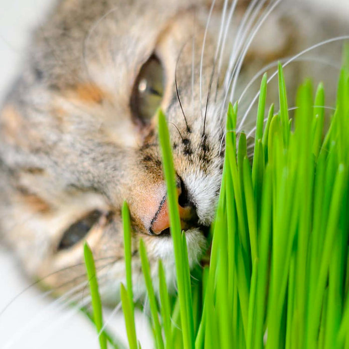 Cat Grass - 4" Pot