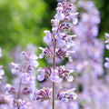 Cat Treats Catmint - 4" Pot