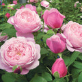 Cathedral Bells - 5 Gallon - Roger's Gardens