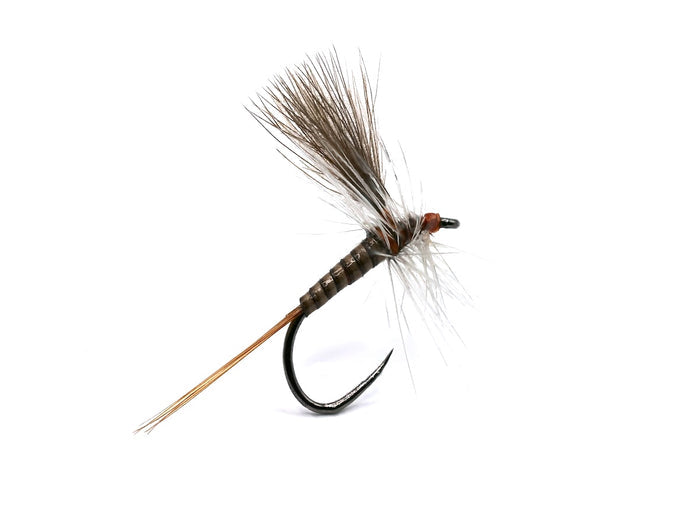 Catskill Quill Gordon (CdC)