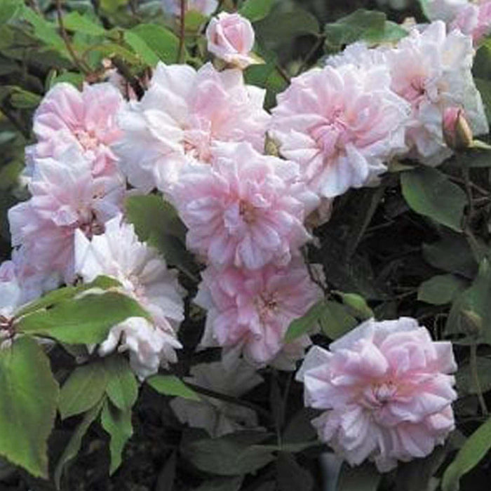 Cecile Brunner - 15 Gallon - Roger's Gardens