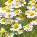 Chamomile - 4" Pot