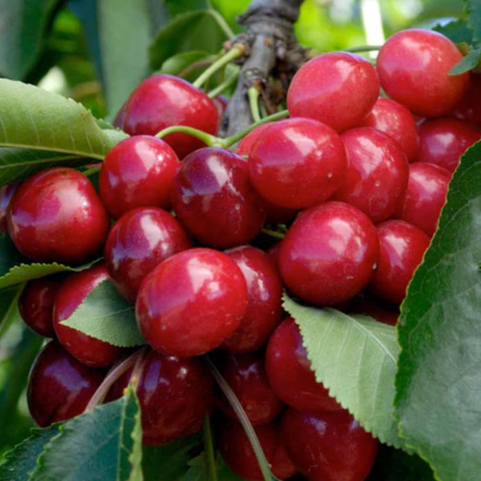 CHERRY 'BING' - SEMI-DWARF - #5 GALLON - Roger's Gardens