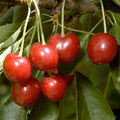 CHERRY 'MINNIE ROYAL' - SEMI-DWARF - #5 GALLON - Roger's Gardens