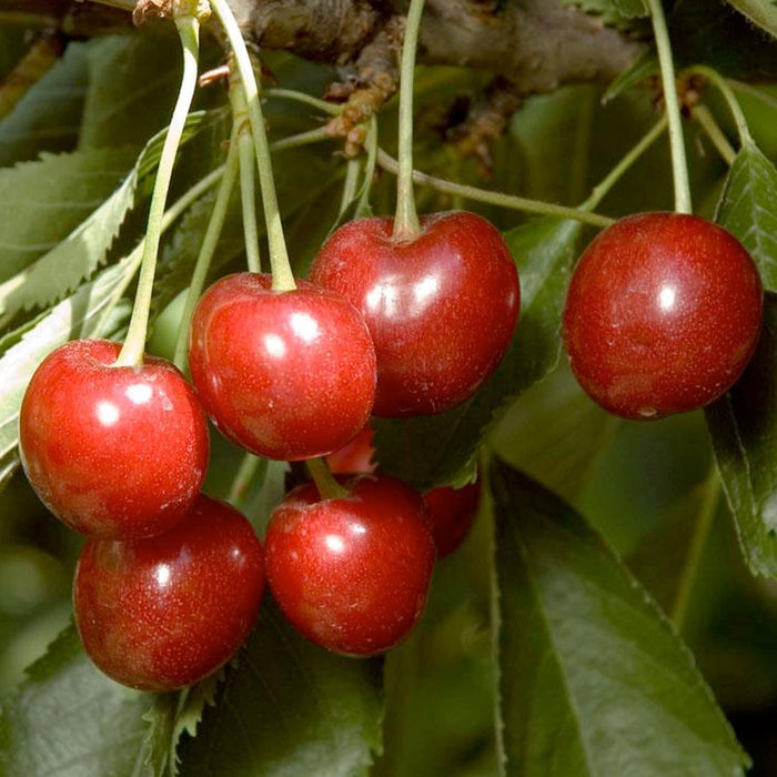 CHERRY 'MINNIE ROYAL' - SEMI-DWARF - #5 GALLON - Roger's Gardens