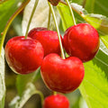 CHERRY 'ROYAL LEE' - SEMI-DWARF - #5 GALLON - Roger's Gardens