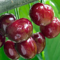 CHERRY 'STELLA' - SEMI-DWARF - #5 GALLON - Roger's Gardens