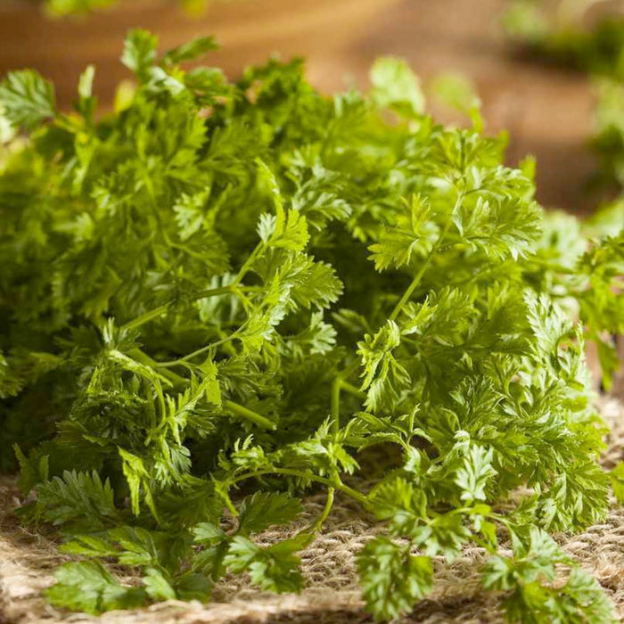 Chervil - 4" Pot