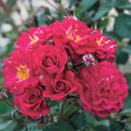 Children's Hope - 5 Gallon - Roger's Gardens