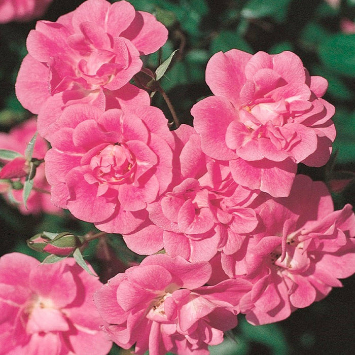 China Doll - 5 Gallon - Roger's Gardens