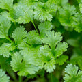 Cilantro - 4" Pot