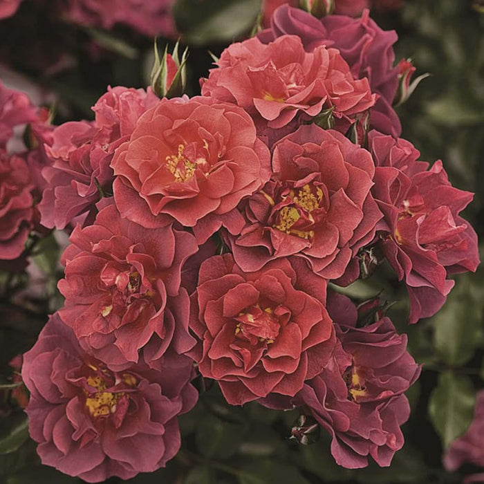 Cinco de Mayo - 5 Gallon - Roger's Gardens