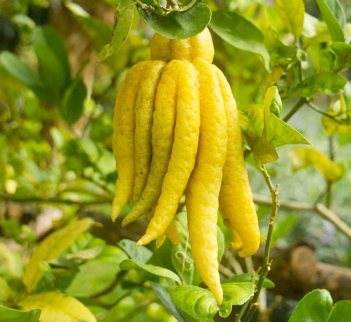 Citron 'Buddha'S Hand' - 5 Gallon