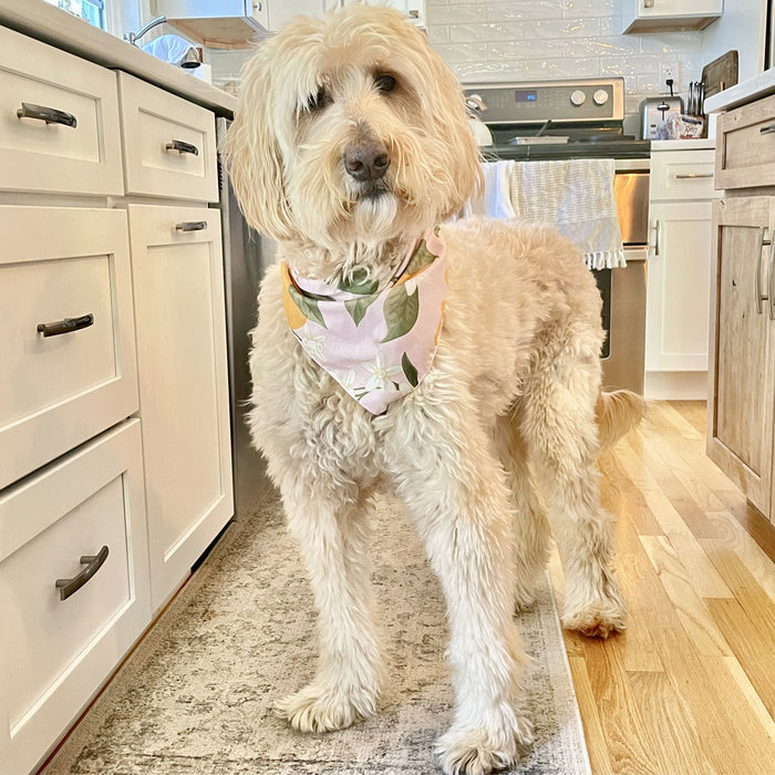 Cream goldendoodle wearing a citrus and floral dog bandana in a kitchen.