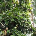 Cola Plant - 4" Pot