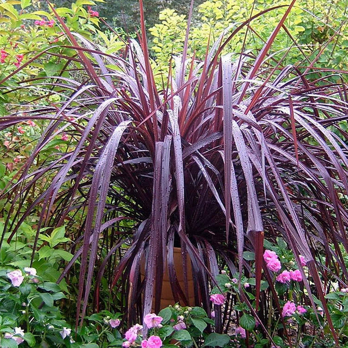 Cordyline 'Festival Grass'™ - Festival Burgundy Cordyline - 2 Gallon - Roger's Gardens