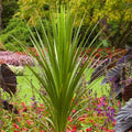 Cordyline indivisa - Blue Dracaena Palm - 1 Gallon - Roger's Gardens