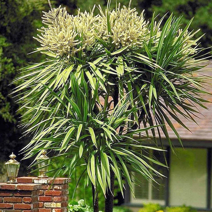 Cordyline indivisa - Blue Dracaena Palm - 5 Gallon - Roger's Gardens