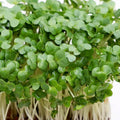 Cress - 4" Pot