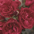 Crimson Sky - 5 Gallon - Roger's Gardens