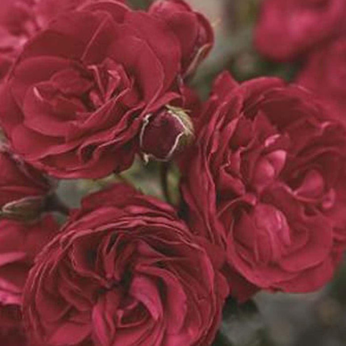 Crimson Sky - 5 Gallon - Roger's Gardens