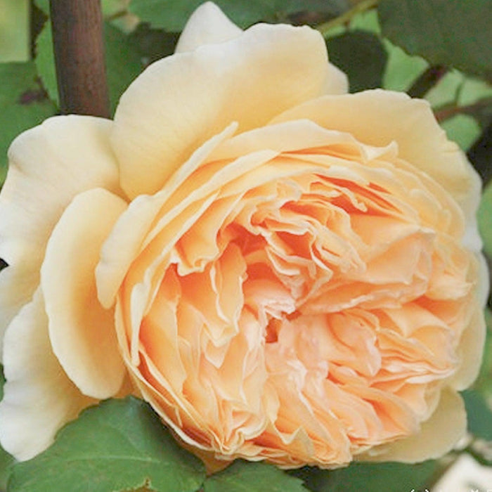 Crown Princess Margareta - 5 Gallon - Roger's Gardens