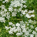 Cumin - 4" Pot