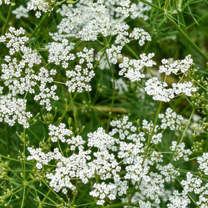 Cumin - 4" Pot