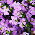 Cuphea 'Floriglory Sofia' - Roger's Gardens