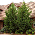 Cupressocyparis 'Emerald Isle'® - Emerald Isle Leyland Cypress - 7 Gallon - Roger's Gardens