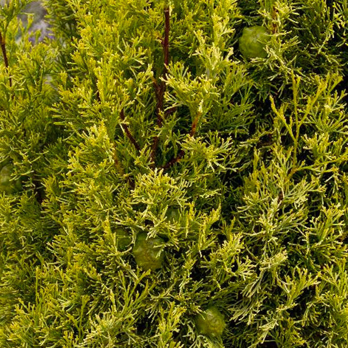 Cupressus 'Swane's Golden' - Swane's Golden Italian Cypress - 5 Gallon - Roger's Gardens