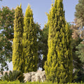 Cupressus 'Swane's Golden' - Swane's Golden Italian Cypress - 7 Gallon - Roger's Gardens