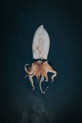 Greendale Cuttlefish