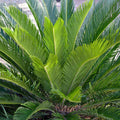 Cycas revoluta - Sago Palm - 1 Gallon - Roger's Gardens