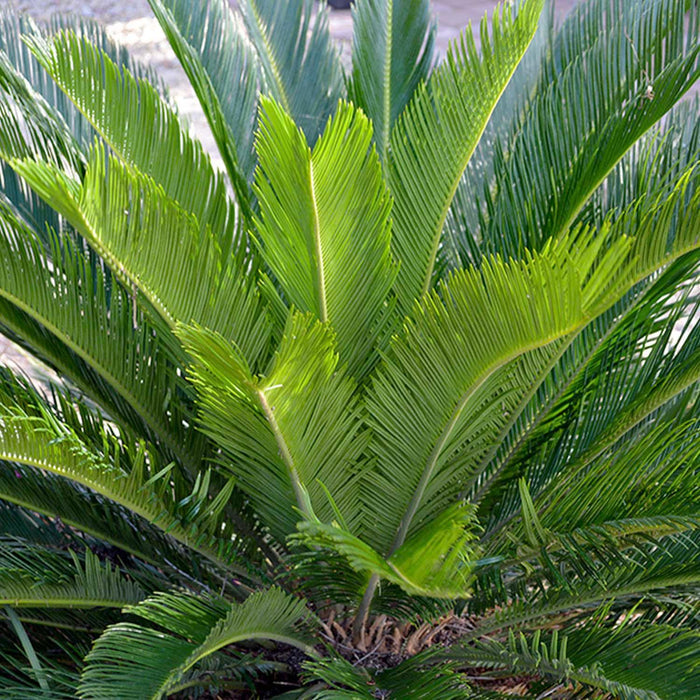 Cycas revoluta - Sago Palm - 1 Gallon - Roger's Gardens