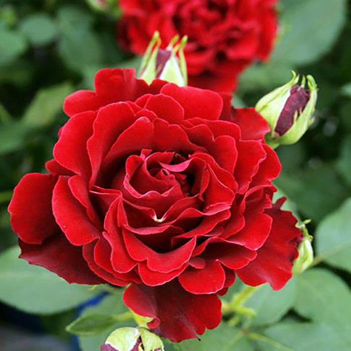 Dancing in the Dark - 5 Gallon - Roger's Gardens
